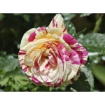 Vanille Fraise (Ваніла Фрейз)